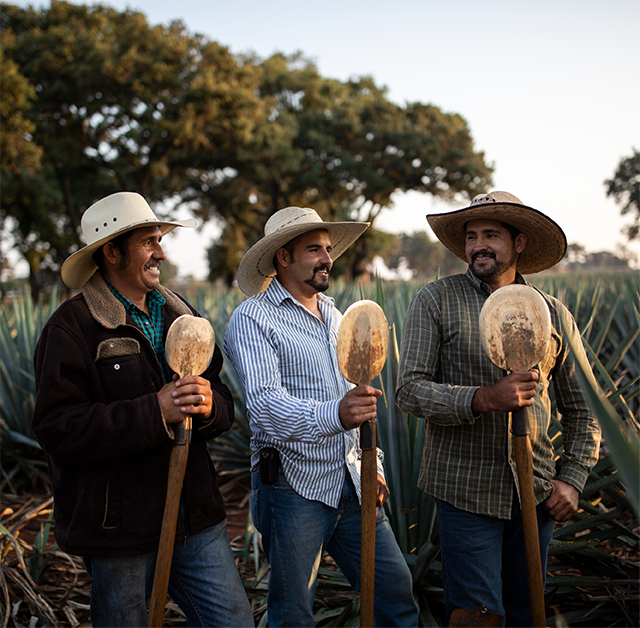 Three jimador brothers standing side by side in a field of agave plants holding coa de jima harvesting tools. 