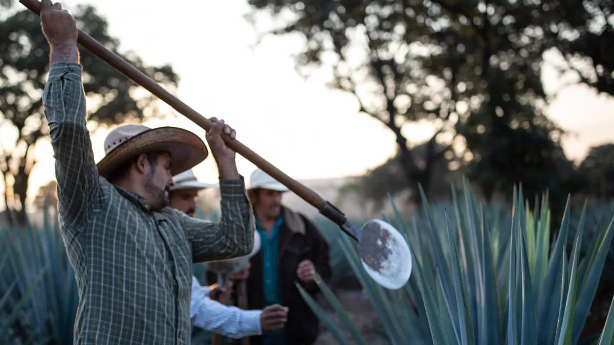 Agave Field Workers Tequila El Tesoro