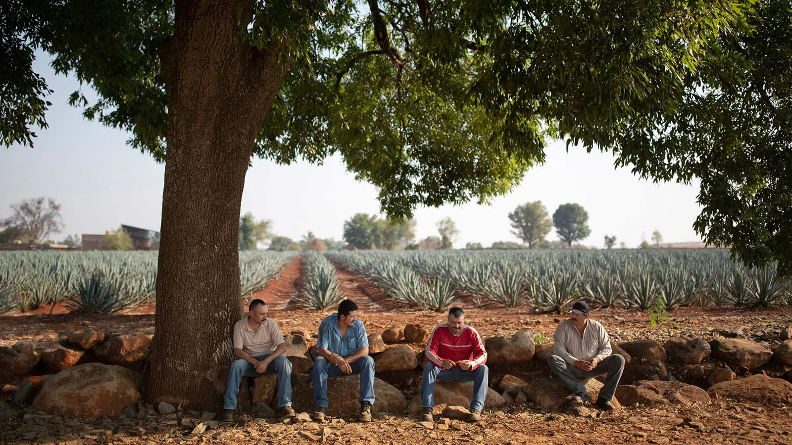 Workers Field Mexico Distillery Tequila El Tesoro