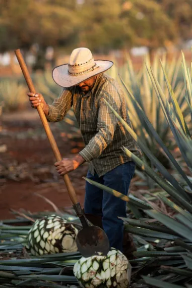 Agave Workers Field Mexico Distillery Tequila El Tesoro