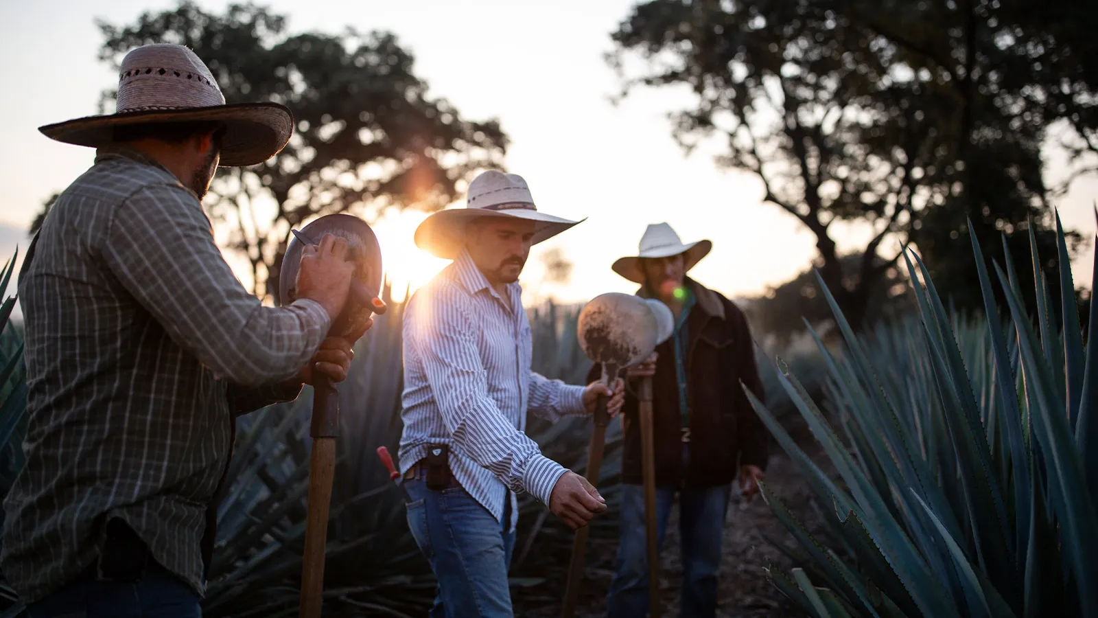 Agave Field Mexico Distillery Tequila El Tesoro