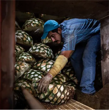 Worker Mexico Distillery Tequila El Tesoro